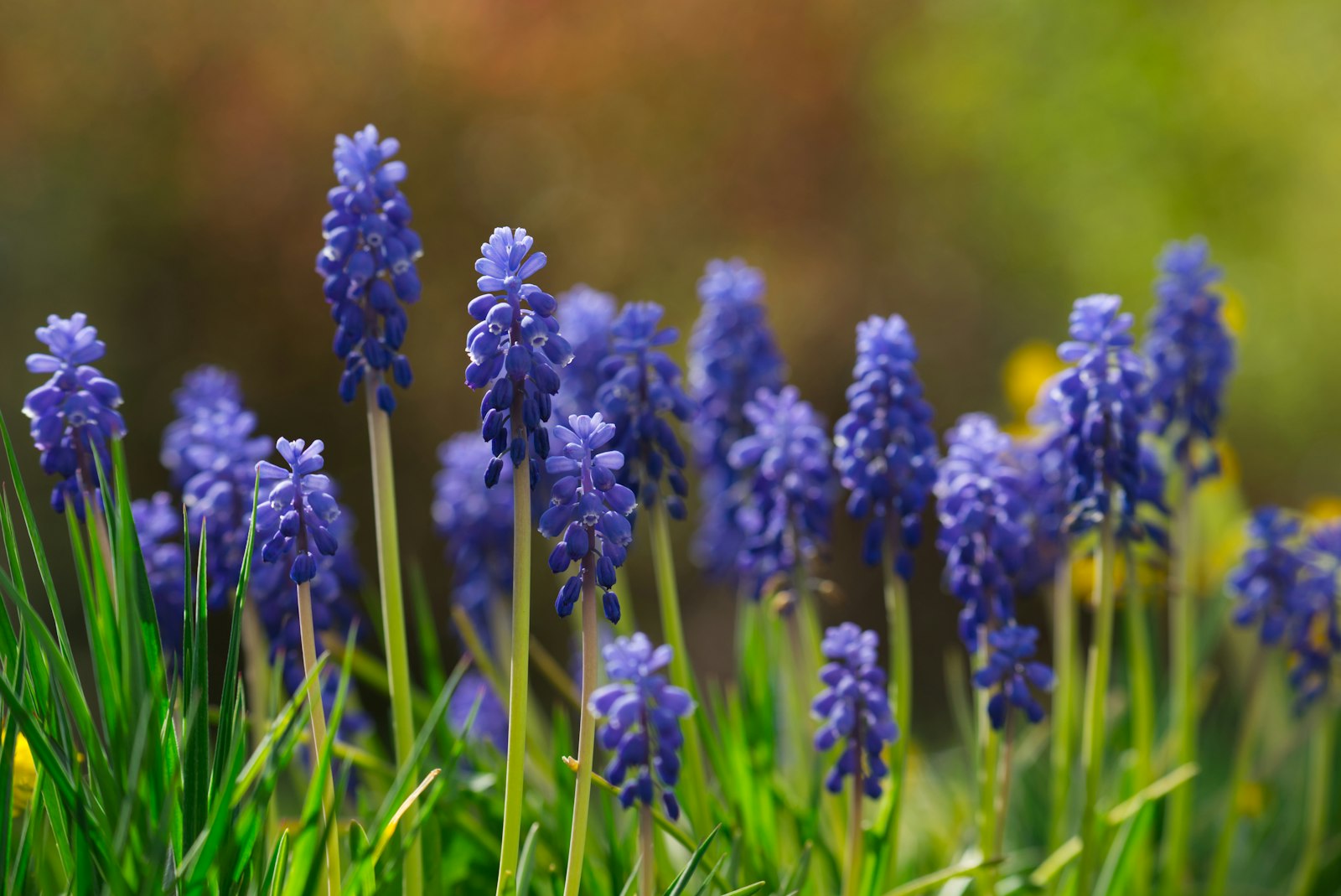 Blue grape hyacinth flowers blooming in spring